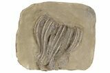 Fossil Crinoid (Cusacrinus) - Montana #197620-1